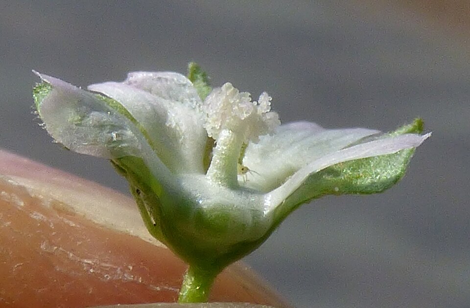 Cheeseweed Mallow photo 5