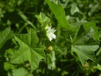 Cheeseweed Mallow