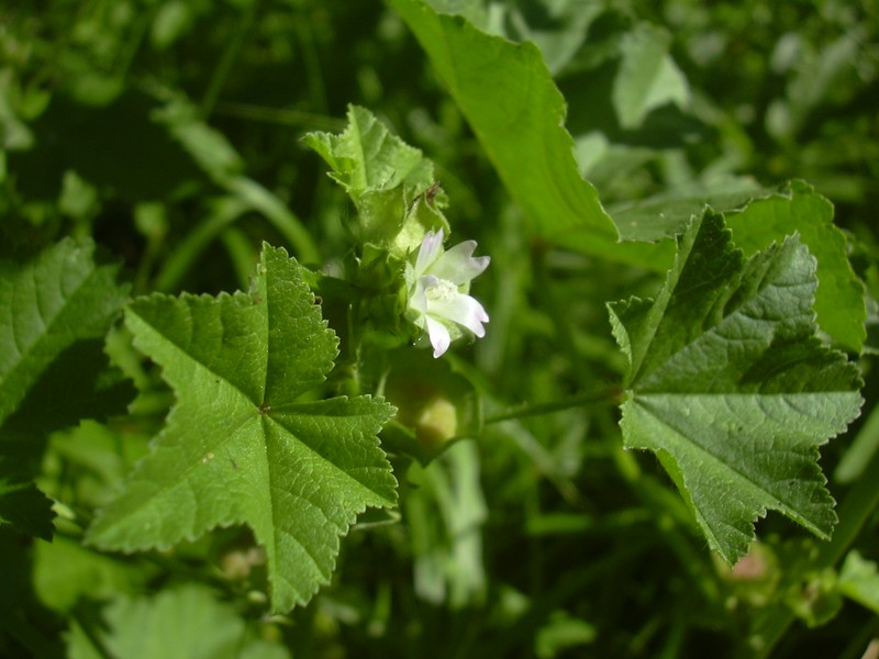 Cheeseweed Mallow