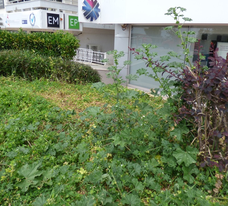 Cheeseweed Mallow photo 6