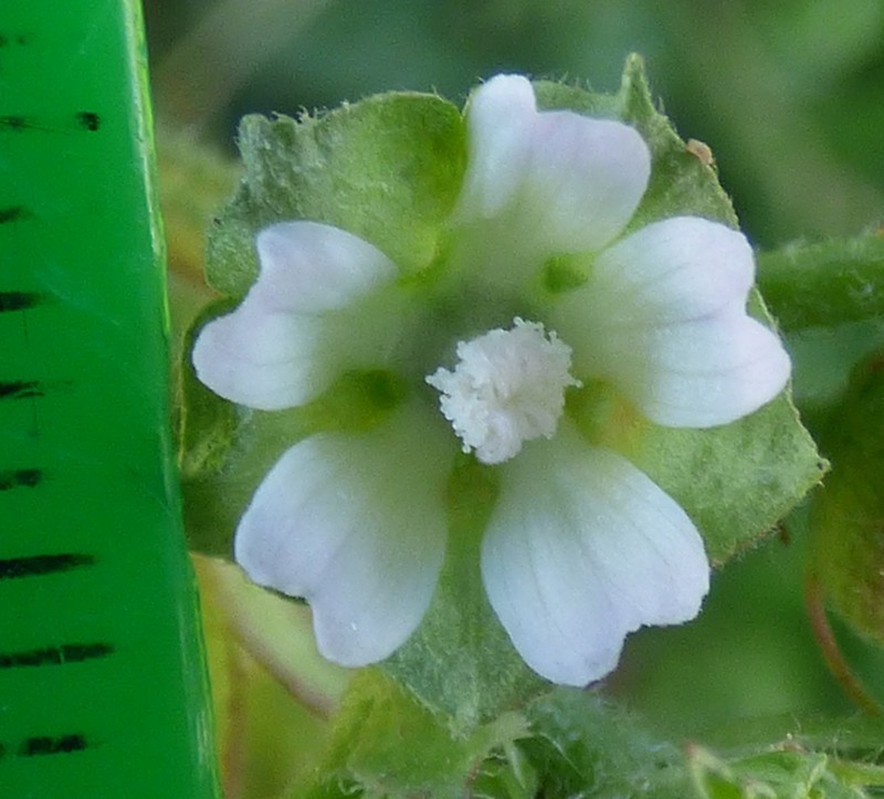 Cheeseweed Mallow photo 7