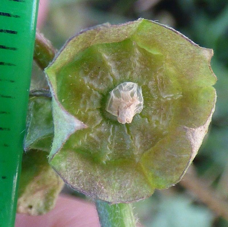 Cheeseweed Mallow photo 8