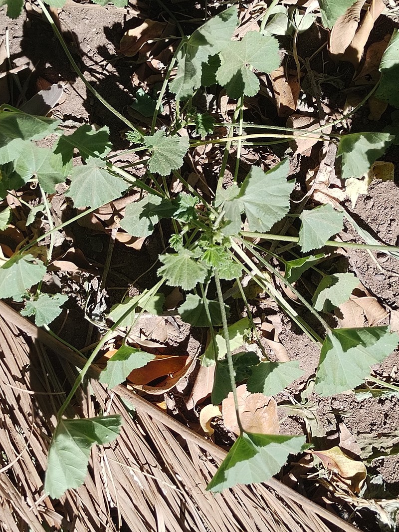 Malva parviflora var. parviflora