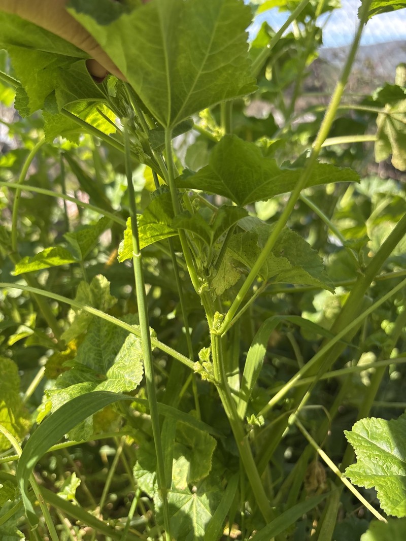 Malva parviflora var. parviflora photo 2