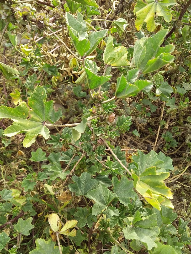 Malva parviflora var. parviflora photo 3