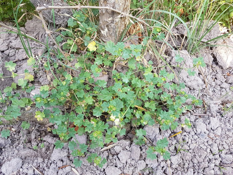 Malva parviflora var. parviflora photo 4