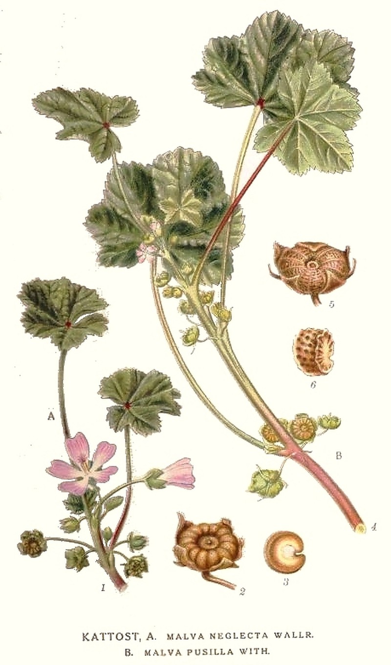 Low Mallow photo 4