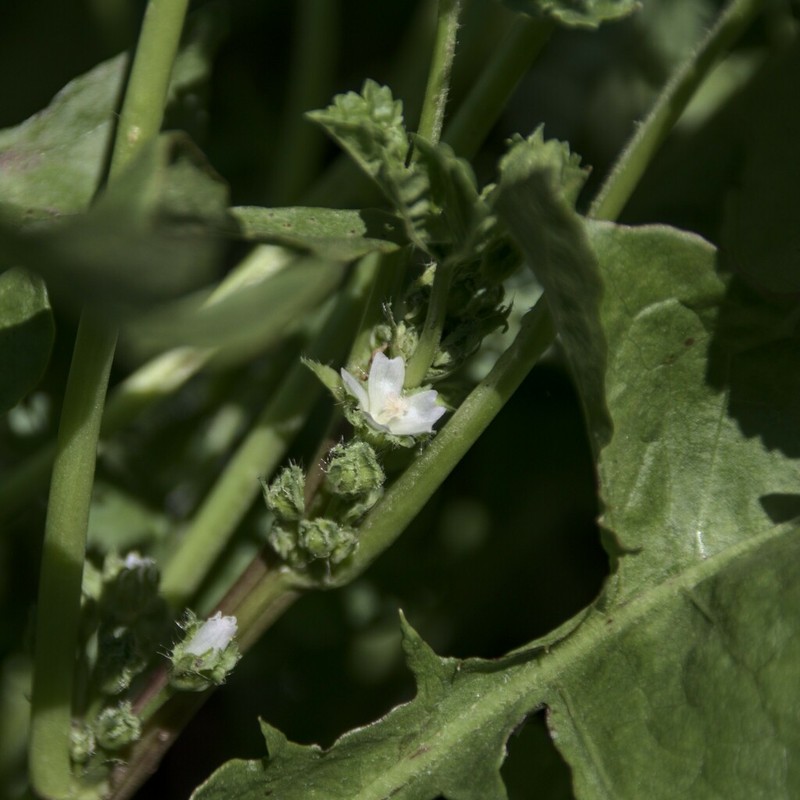Low Mallow