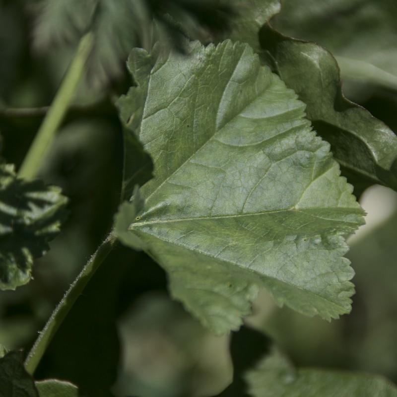 Low Mallow photo 2