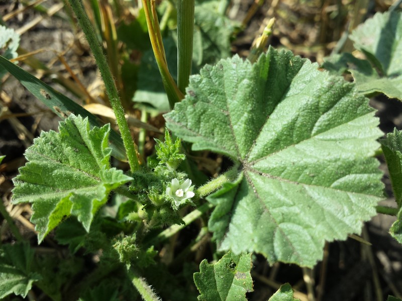 Low Mallow photo 3