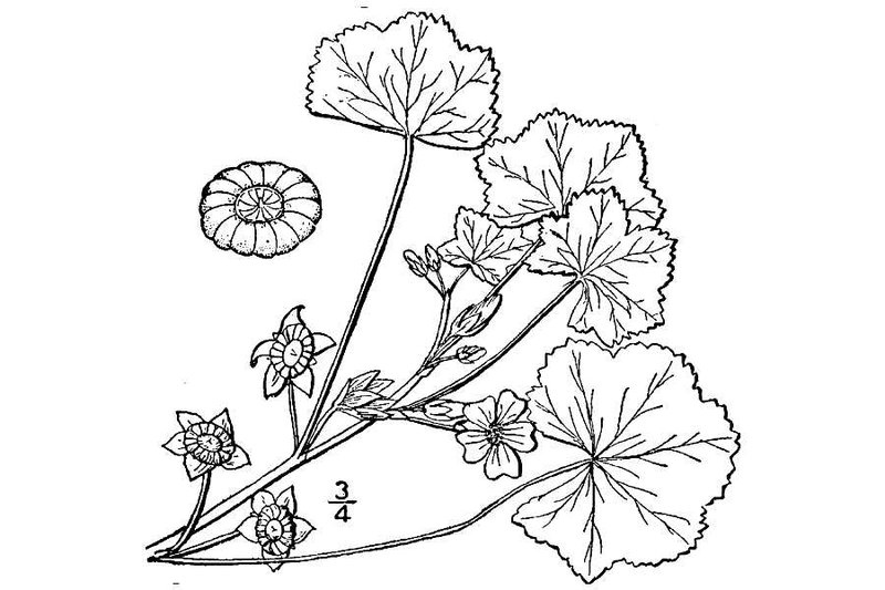 Low Mallow photo 5