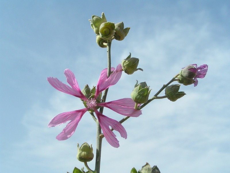 Malva stenopetala photo 2