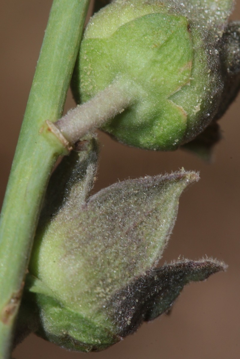 Malva stenopetala photo 5