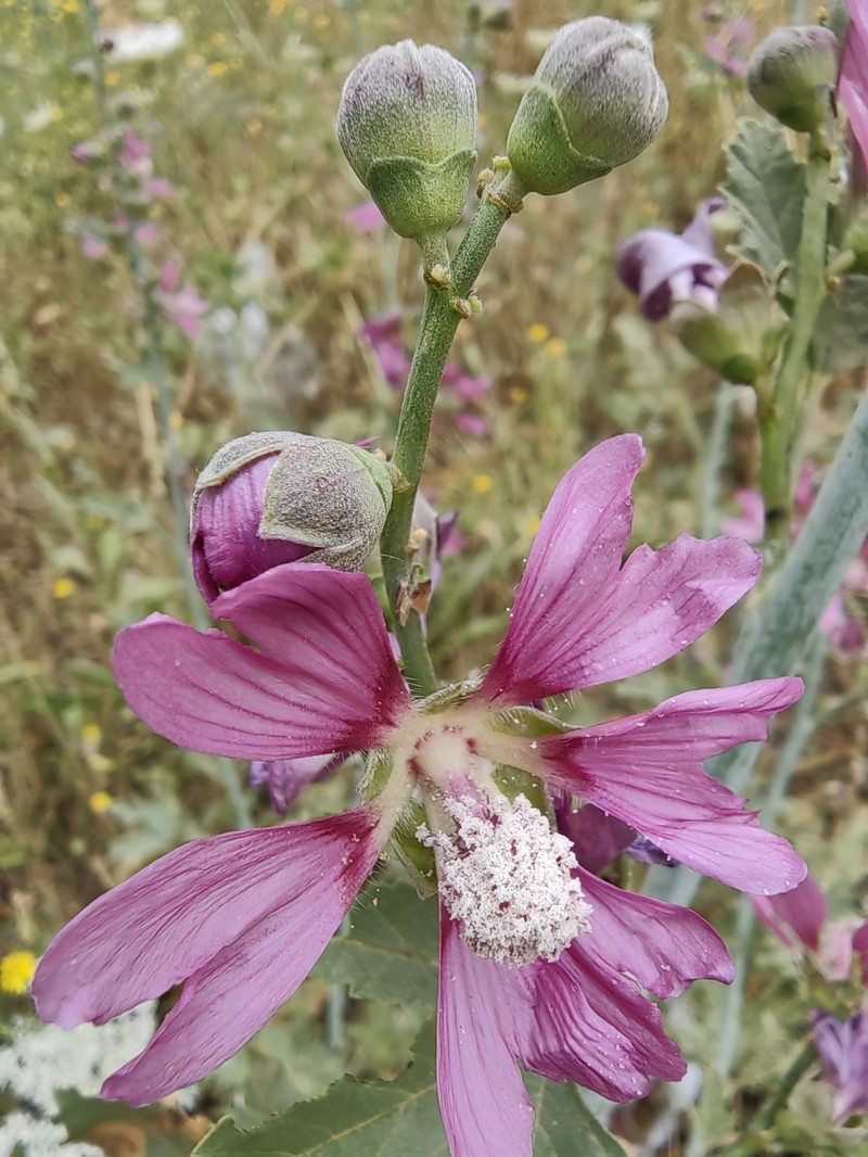 Malva stenopetala photo 7