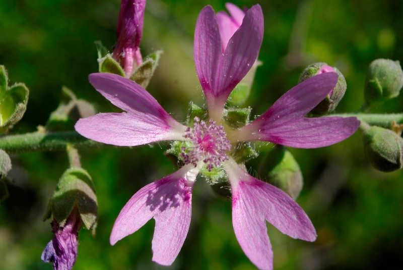 Malva stenopetala subsp. stenopetala photo 2
