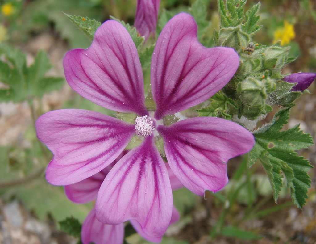 High Mallow photo 2