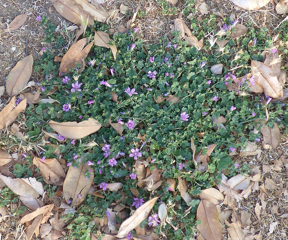 High Mallow photo 3