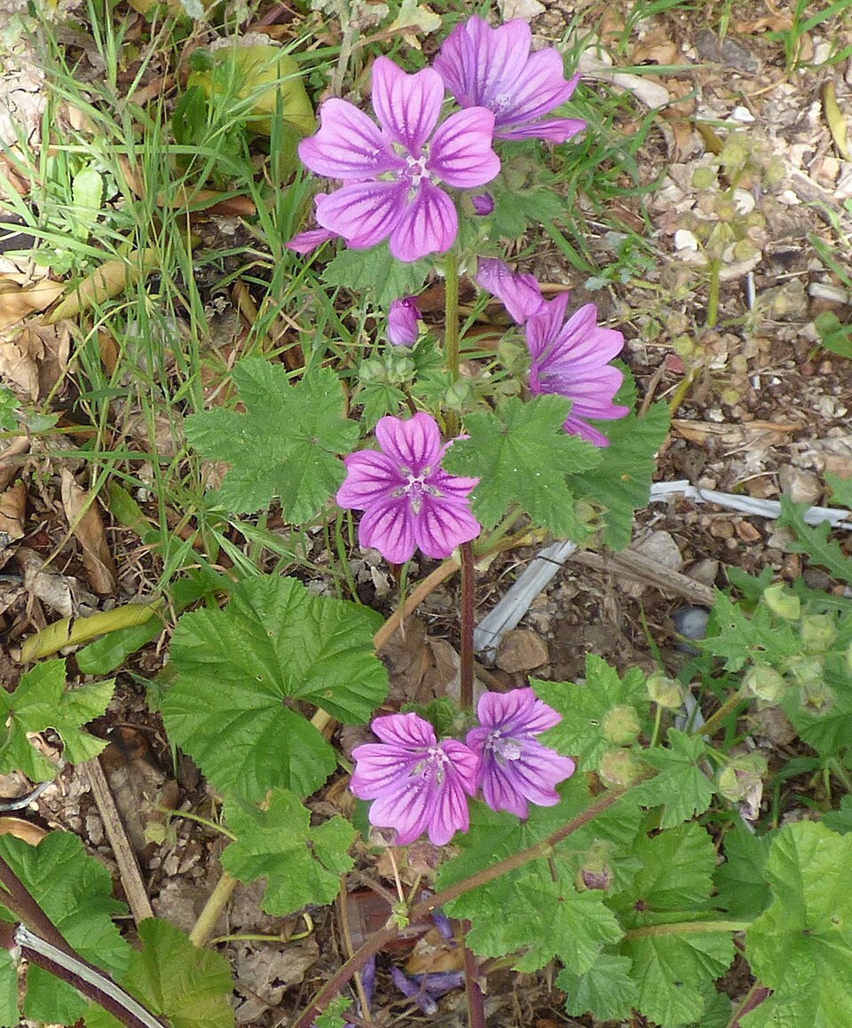 High Mallow photo 4