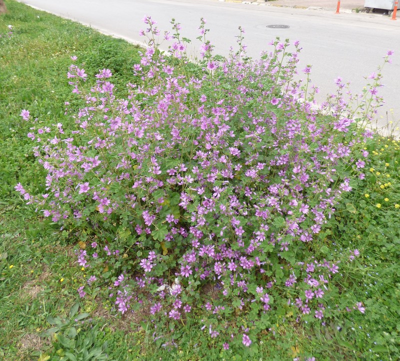 High Mallow photo 5