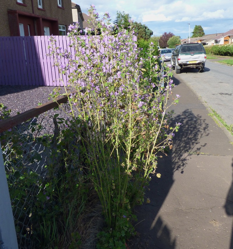 High Mallow photo 6