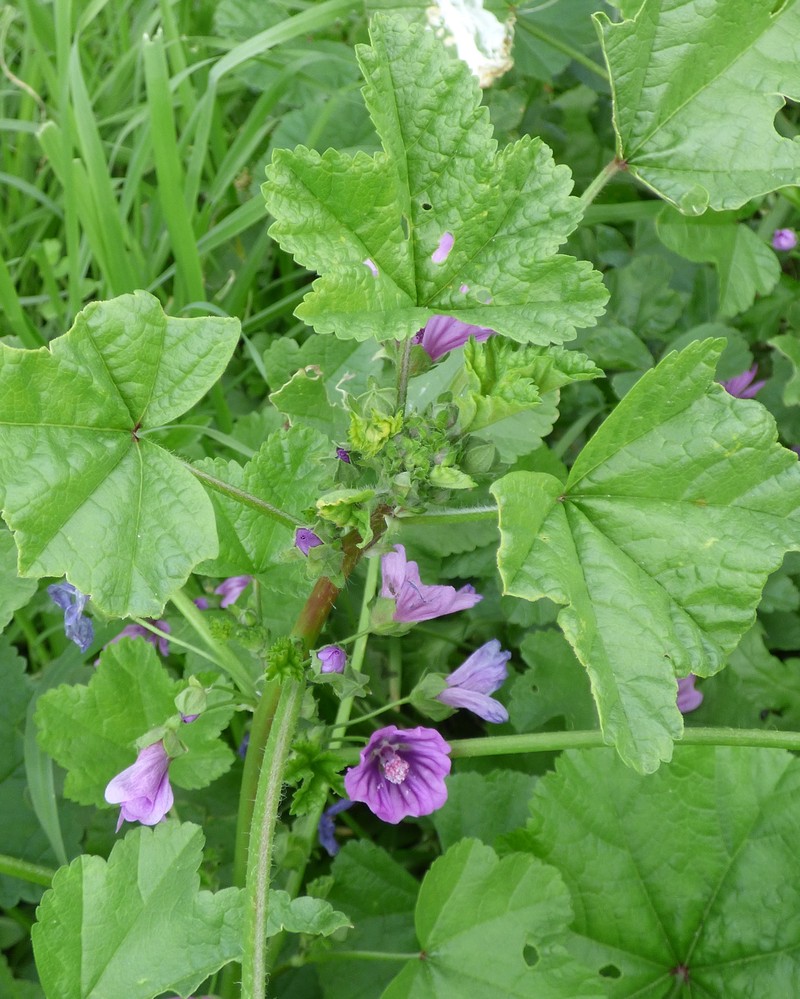 High Mallow photo 7