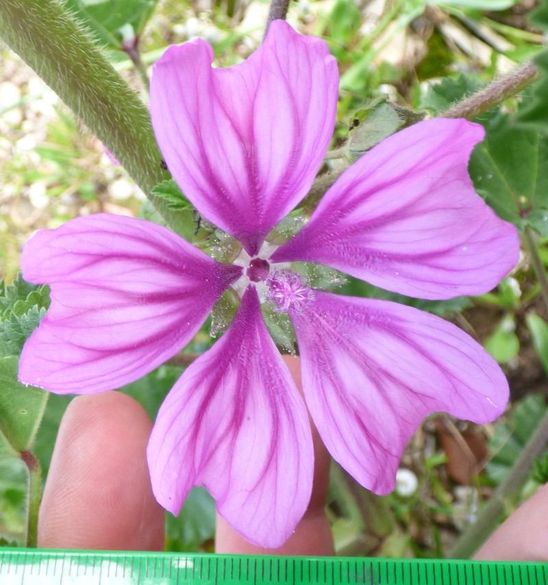 High Mallow photo 8
