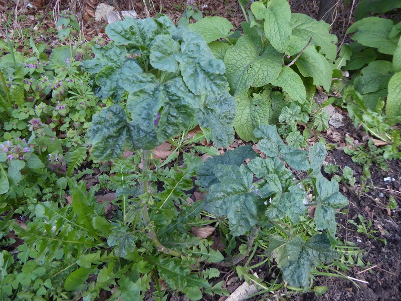 Malva sylvestris var. sylvestris