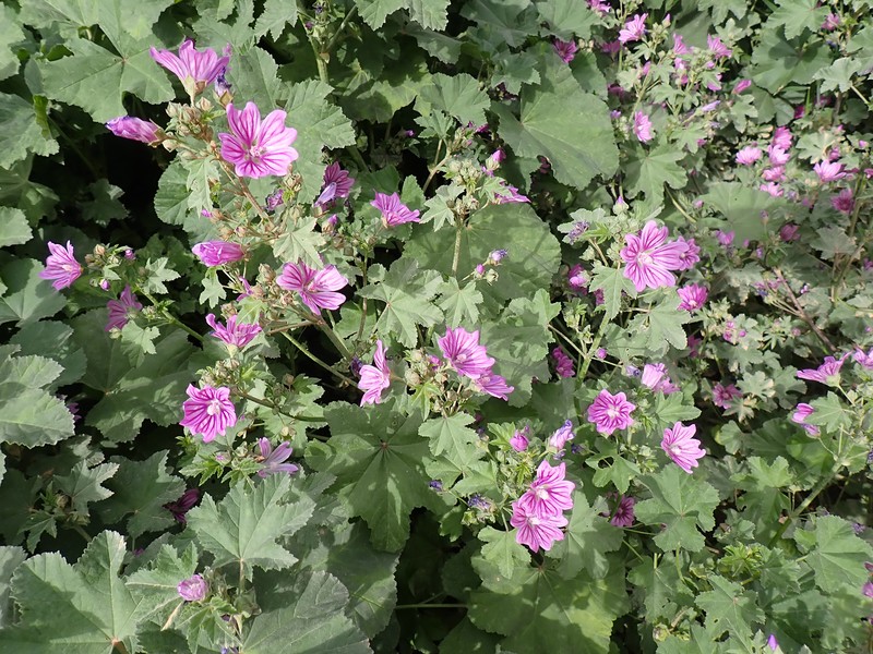 Malva sylvestris var. sylvestris photo 2