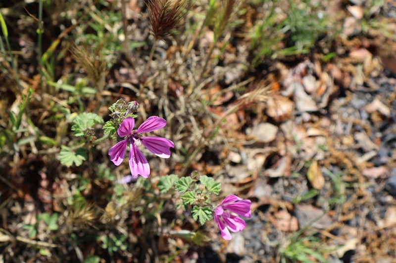 Malva sylvestris var. sylvestris photo 3