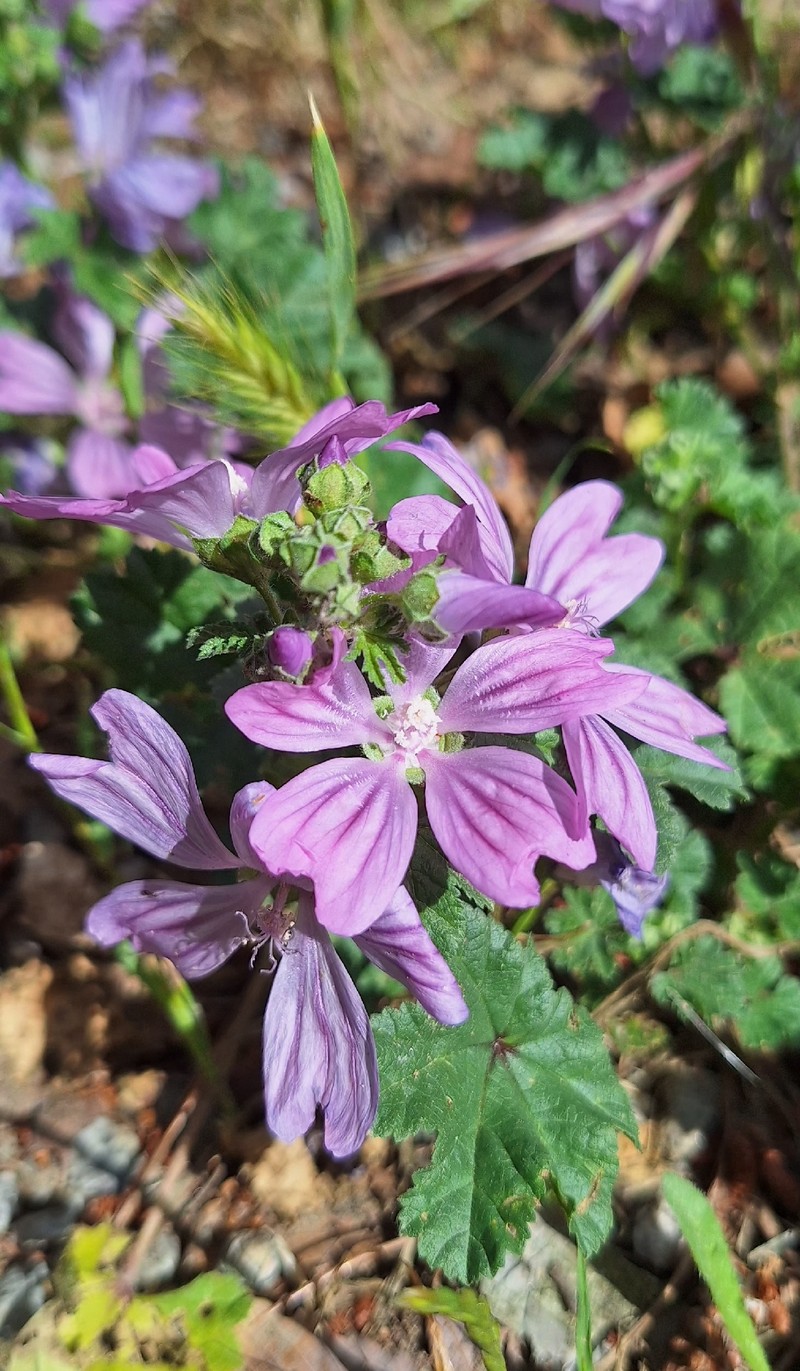 Malva sylvestris var. sylvestris photo 4