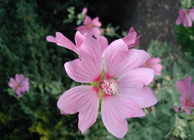 Tree Lavatera photo 4