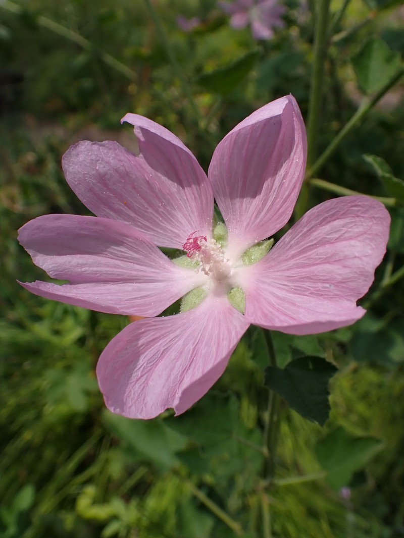 Tree Lavatera photo 5