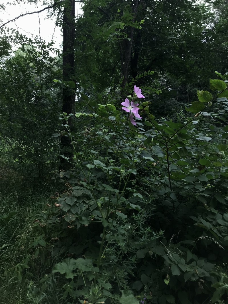 Tree Lavatera photo 6