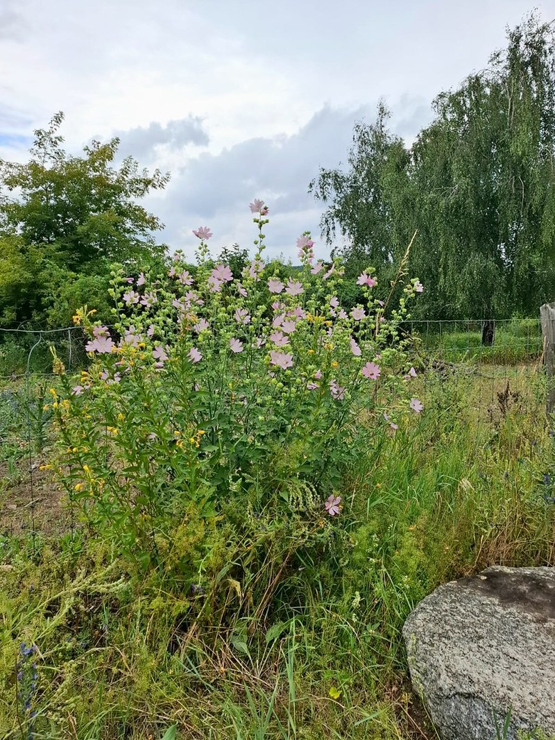 Malva thuringiaca subsp. ambigua