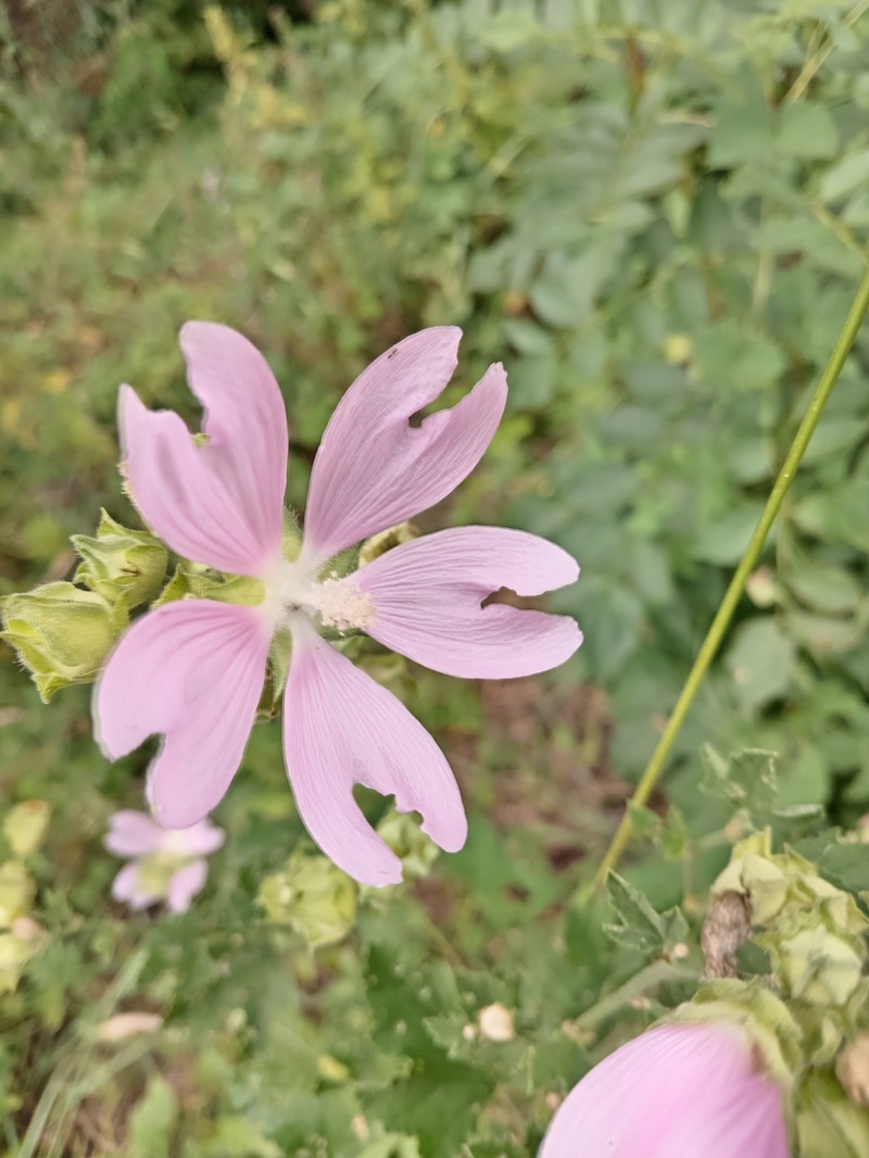 Malva thuringiaca subsp. thuringiaca