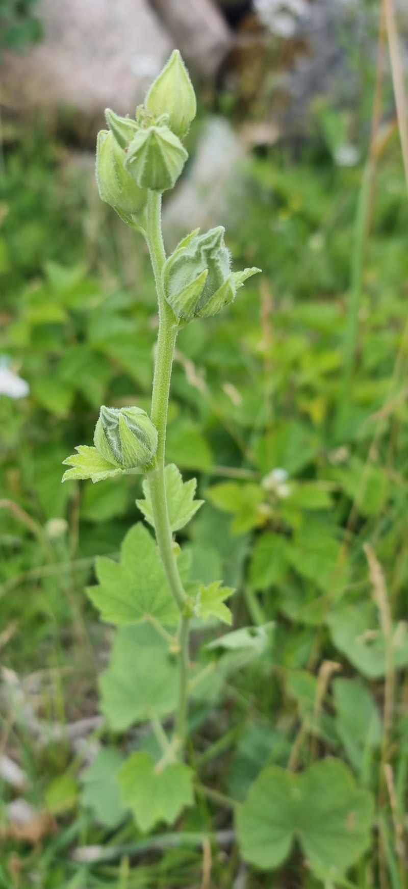 Malva thuringiaca subsp. thuringiaca photo 2