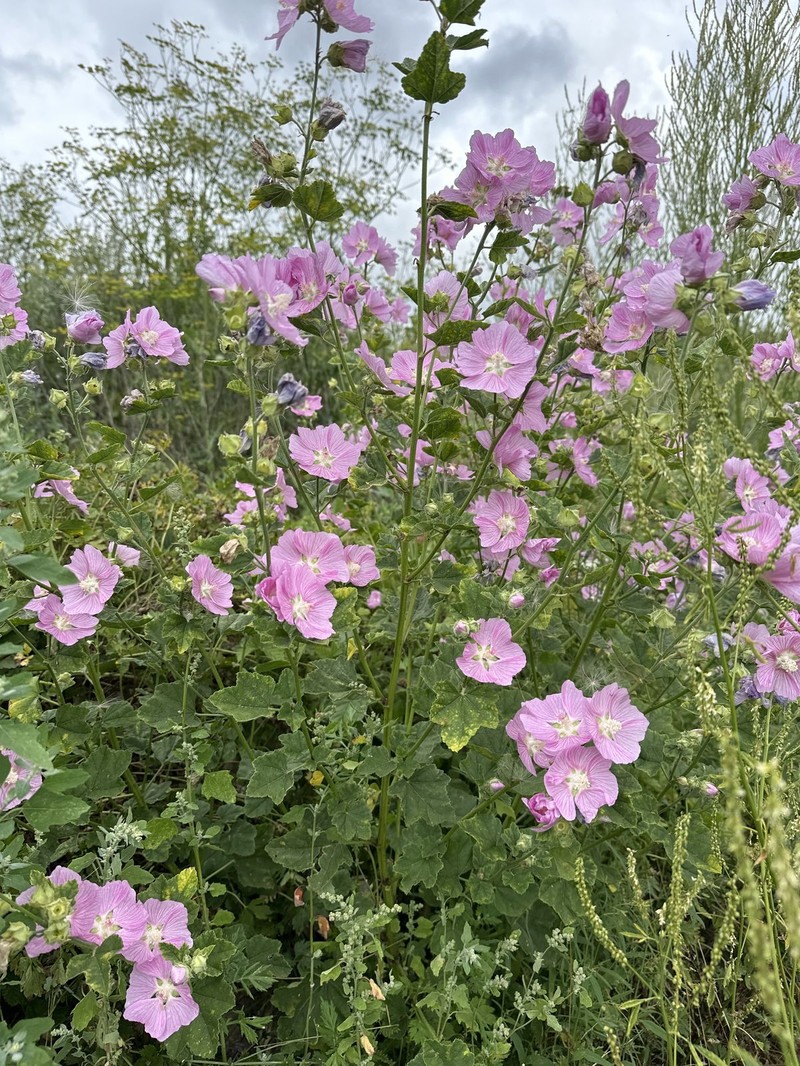 Malva thuringiaca subsp. thuringiaca photo 3