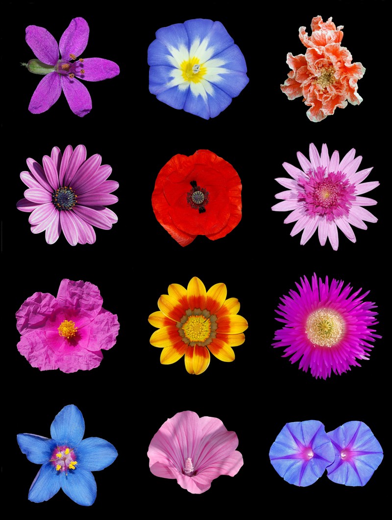 Annual Mallow photo 8