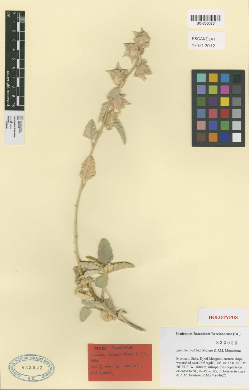 Malva valdesii