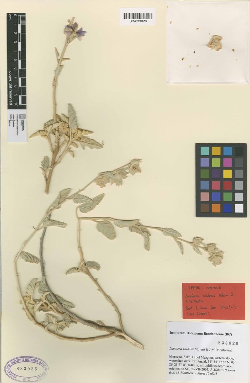 Malva valdesii photo 2