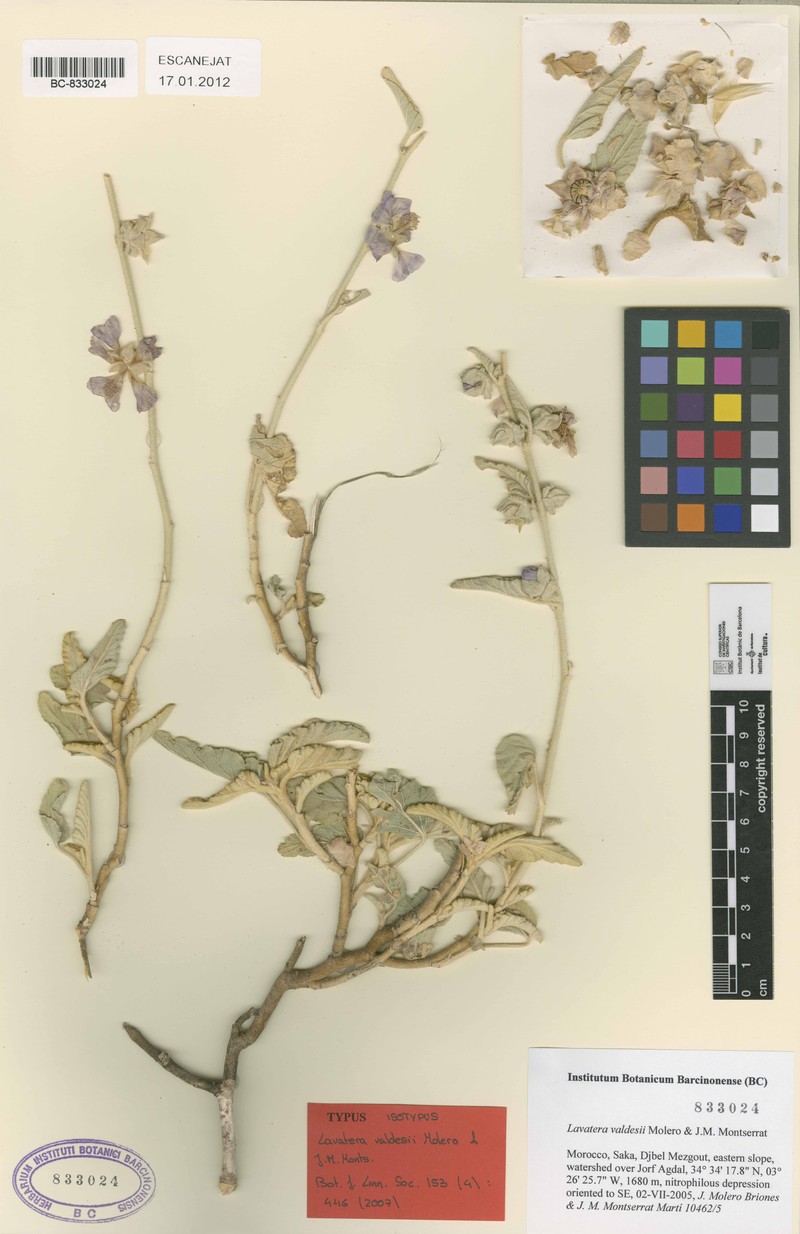 Malva valdesii photo 3