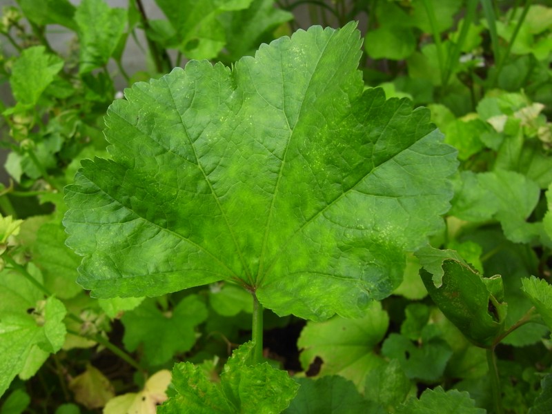 Cluster Mallow photo 2