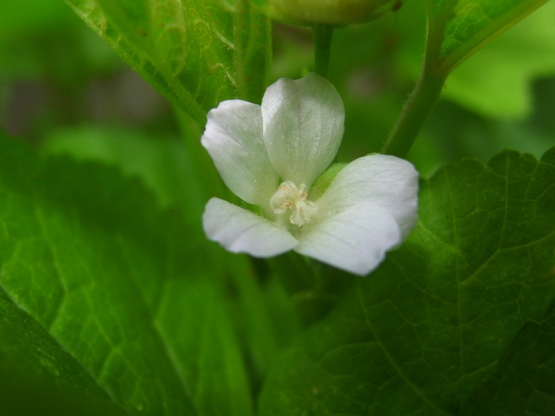 Cluster Mallow photo 3