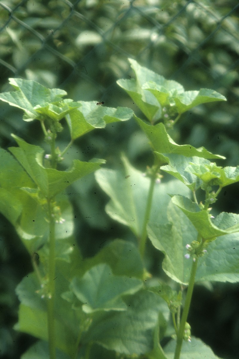 Cluster Mallow photo 4