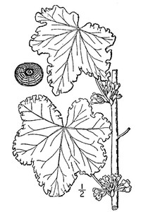 Cluster Mallow