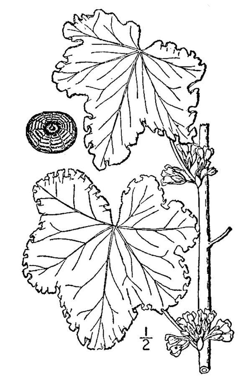 Cluster Mallow
