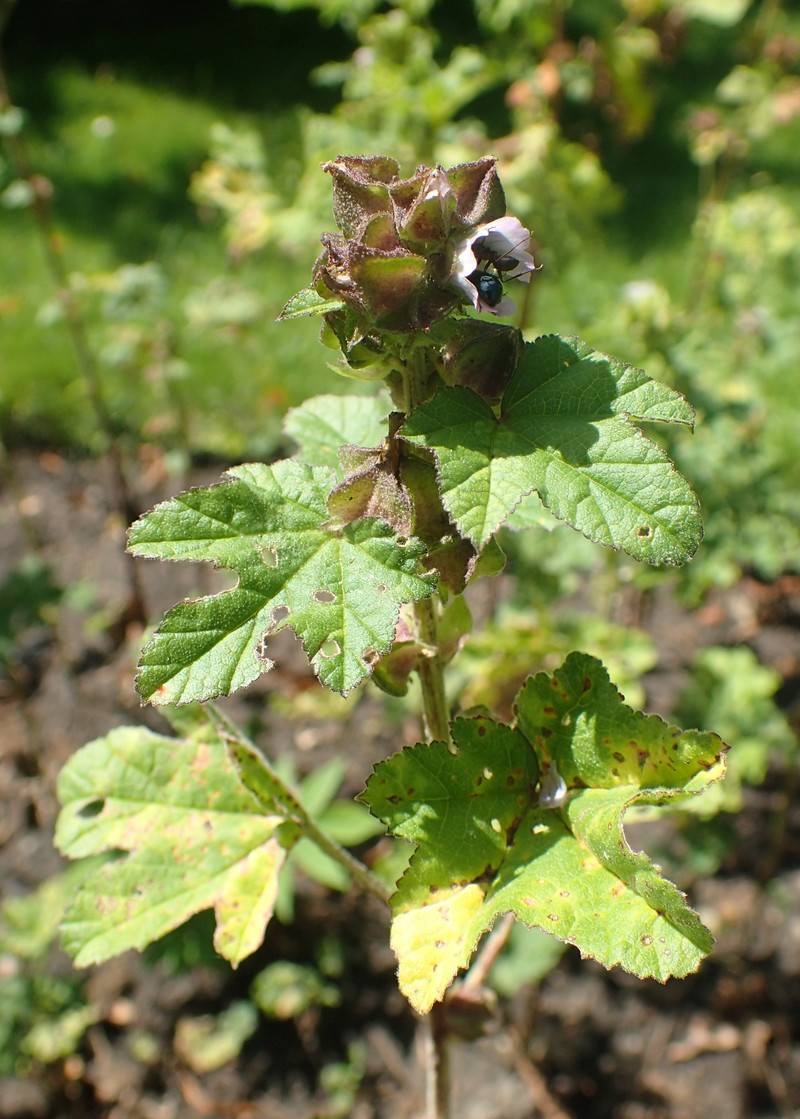 Cluster Mallow photo 5