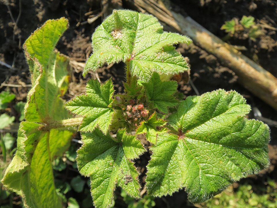 Cluster Mallow photo 6
