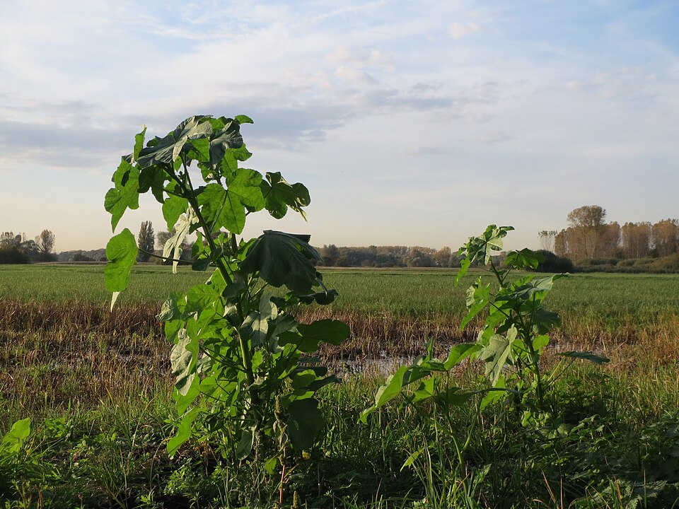 Cluster Mallow photo 7