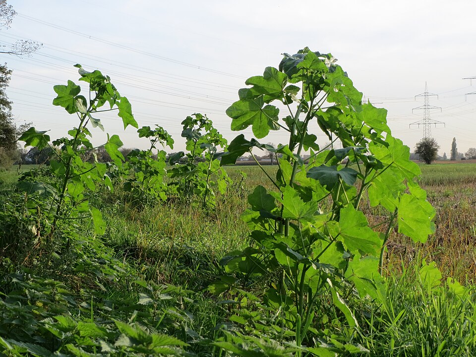 Cluster Mallow photo 8
